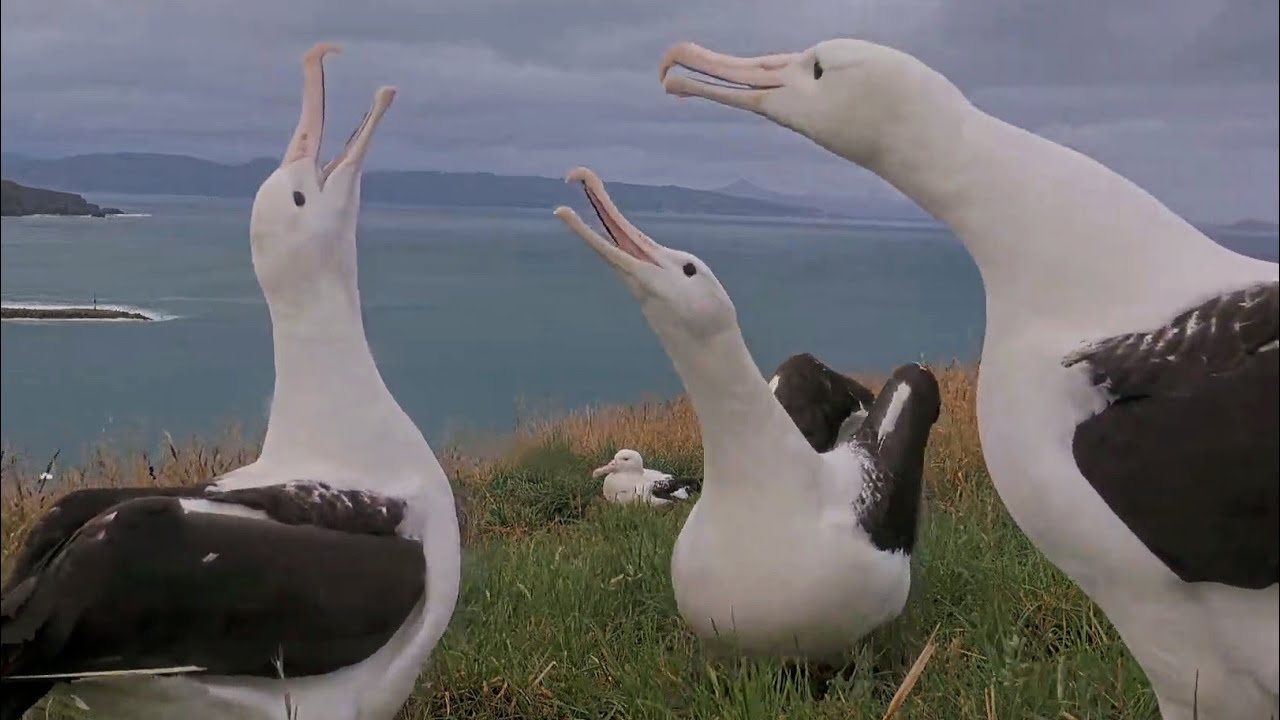 Royal Albatross~😆 A gathering of non-breeders are singing and dancing for BOK~8:28 PM 2026/01/23