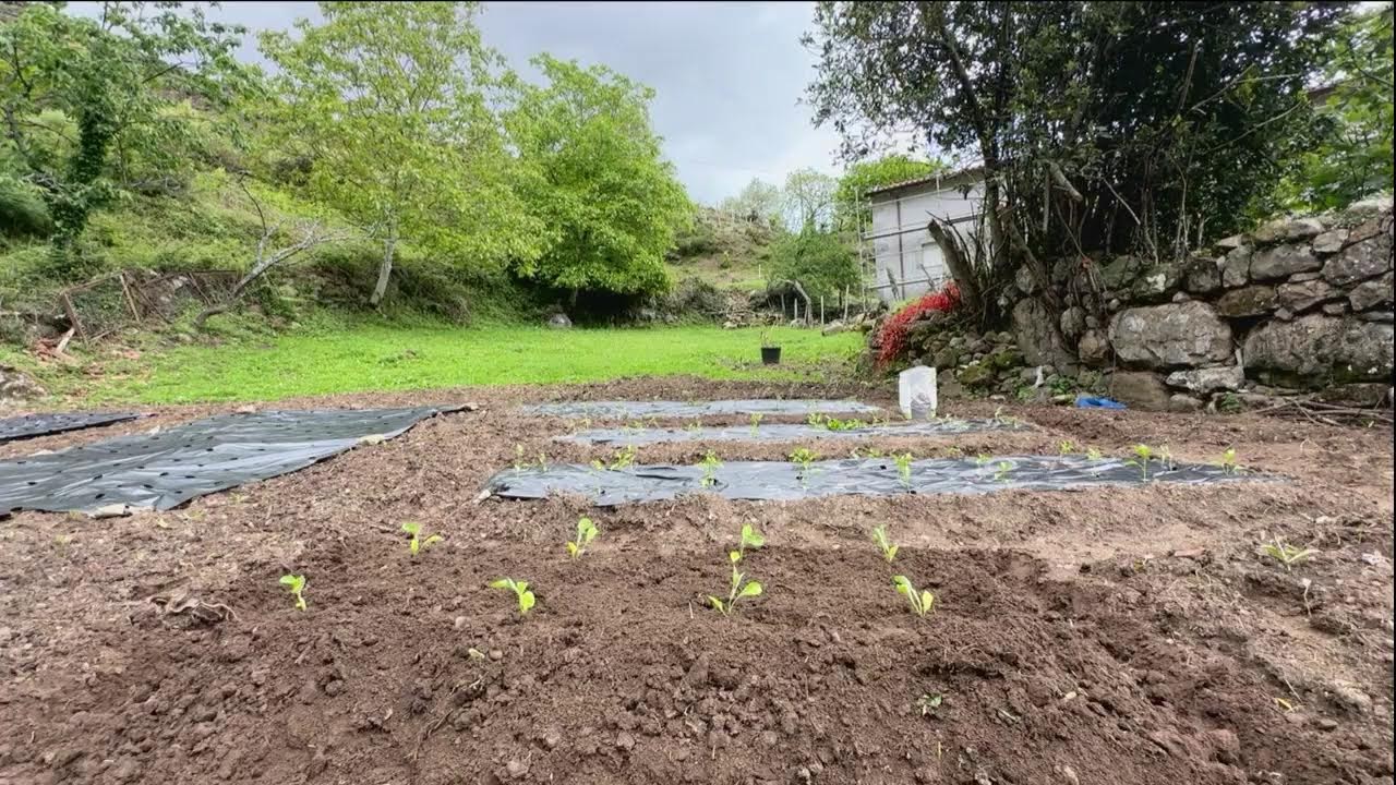 En directo desde el huerto Val del Mazo ‼️