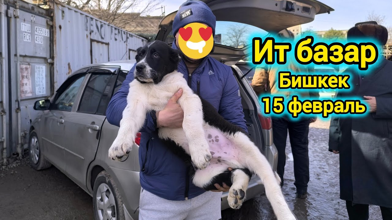 Ит базар 🇰🇬. Бишкек. Мыкты Алабай чыкты
