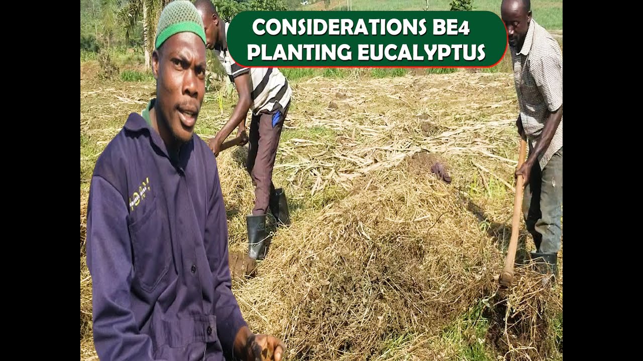 HOW TO PLANT EUCALYPTUS - CHOOSING A GOOD SITE