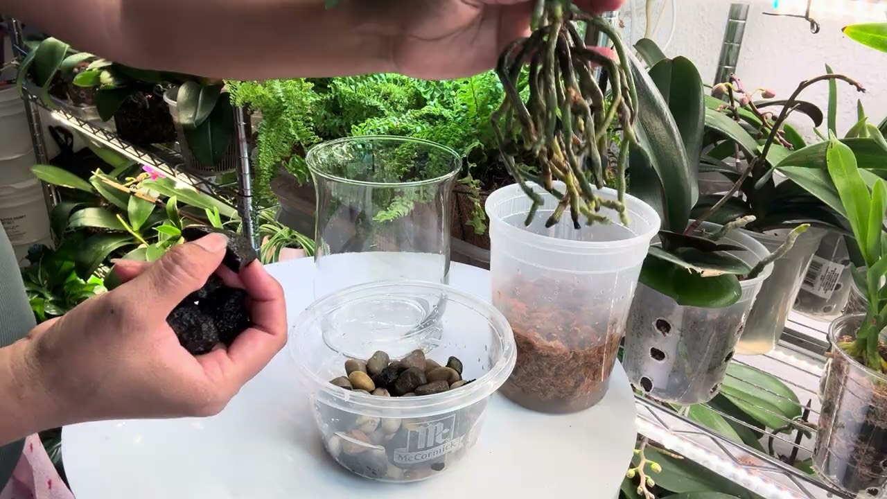 Como poner una orquídea en un recipiente de cristal 