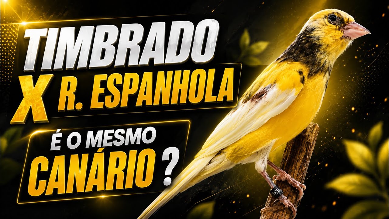 Canário TIMBRADO espanhol e o RAÇA ESPANHOLA quais são as DIFERENÇAS? 