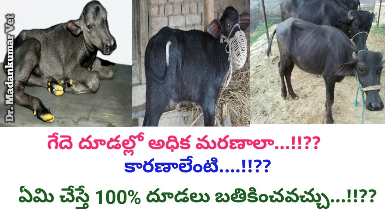 How to Prevent Mortality or Deaths in a Buffalo Calf Telugu | Dr. Madankumar Vet