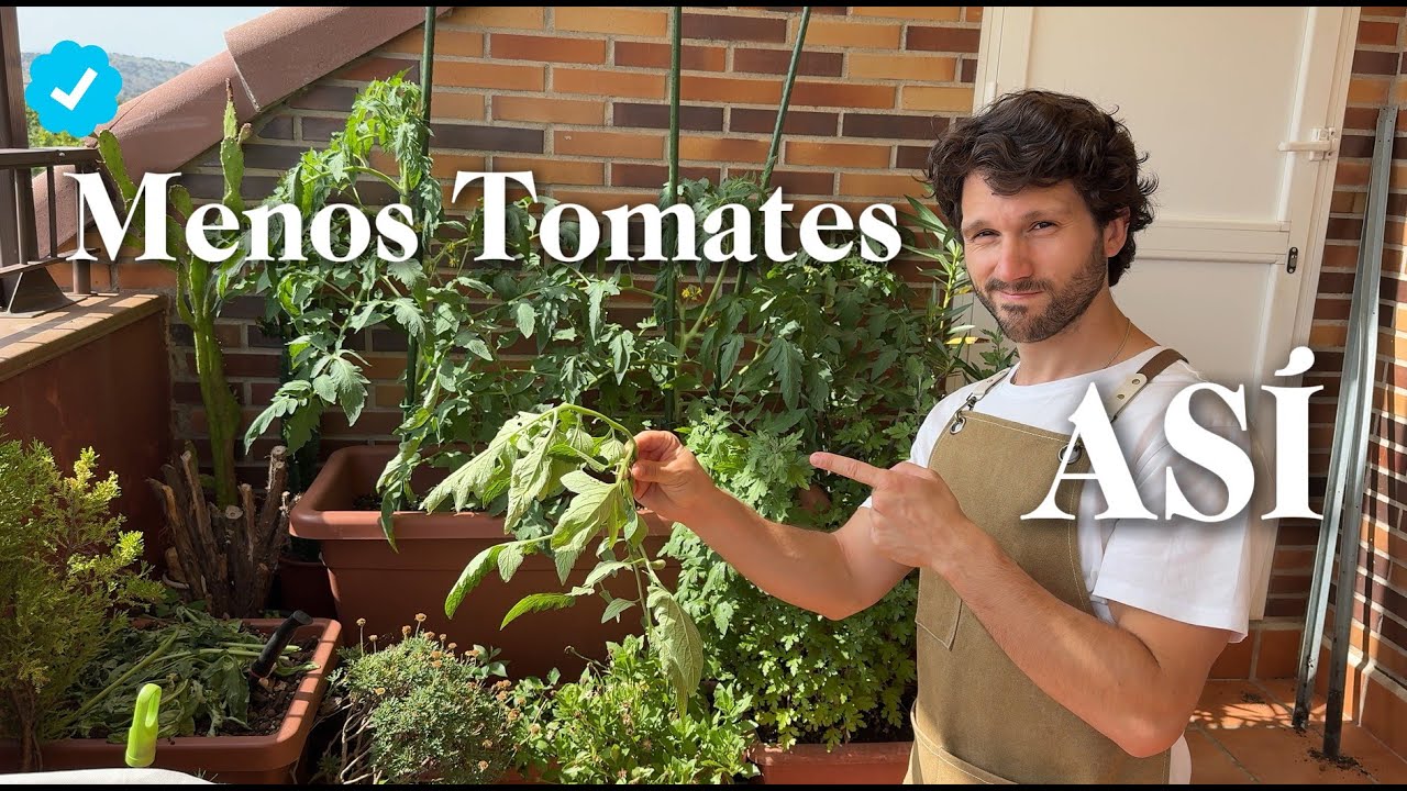 Tomateras en Maceta 🍅 Cuidados de la Tomatera | Tomates