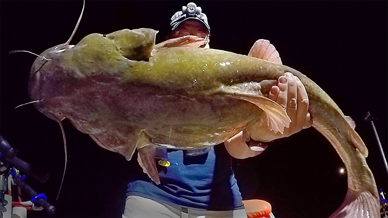 The Best Time for Big Catfish at Night