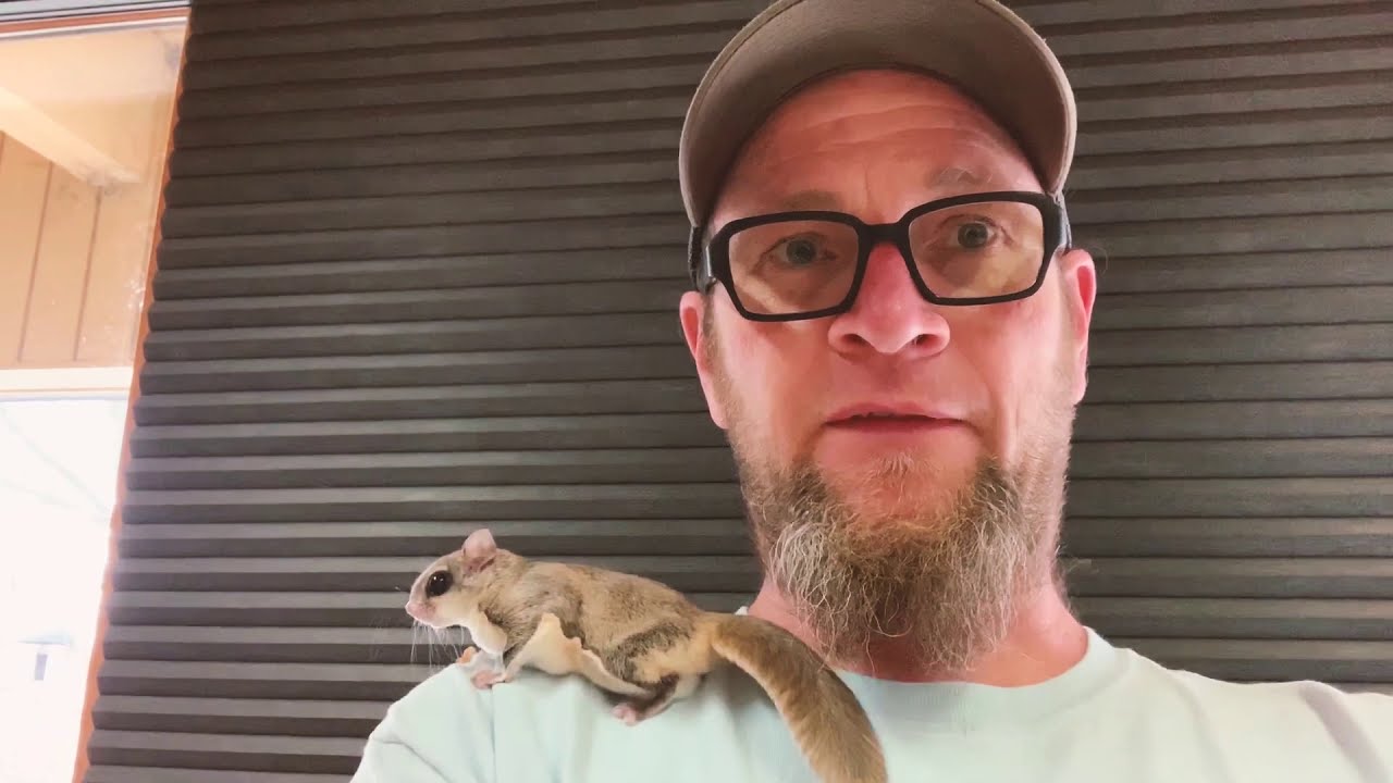 Westwood Hills Nature Center Southern Flying Squirrel