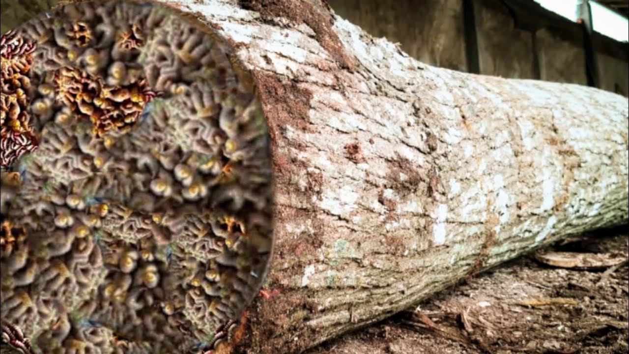 The shocking discovery mystery in pink wood sawn at sawmill
