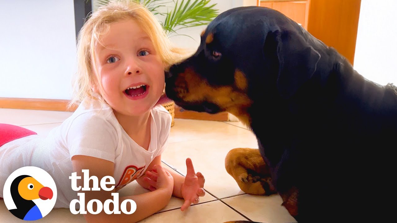 Rottweilers May Cause Excessive Smiles and Giggles 💛 | The Dodo