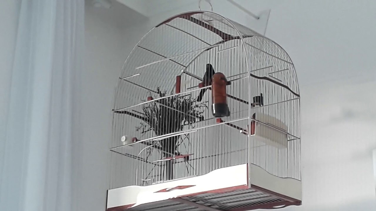 Curió PREDILETO