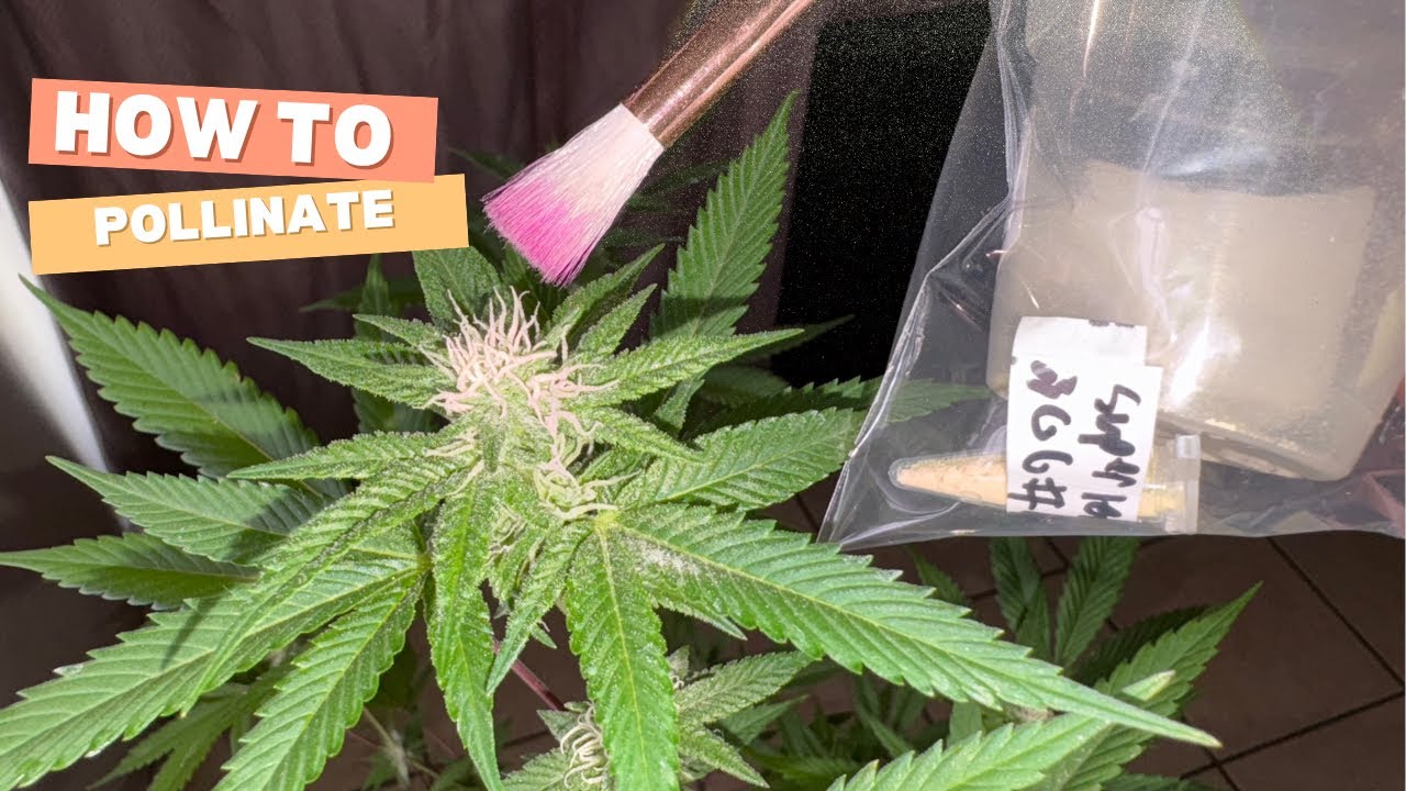 How and When to Pollinate Cannabis Female Plants