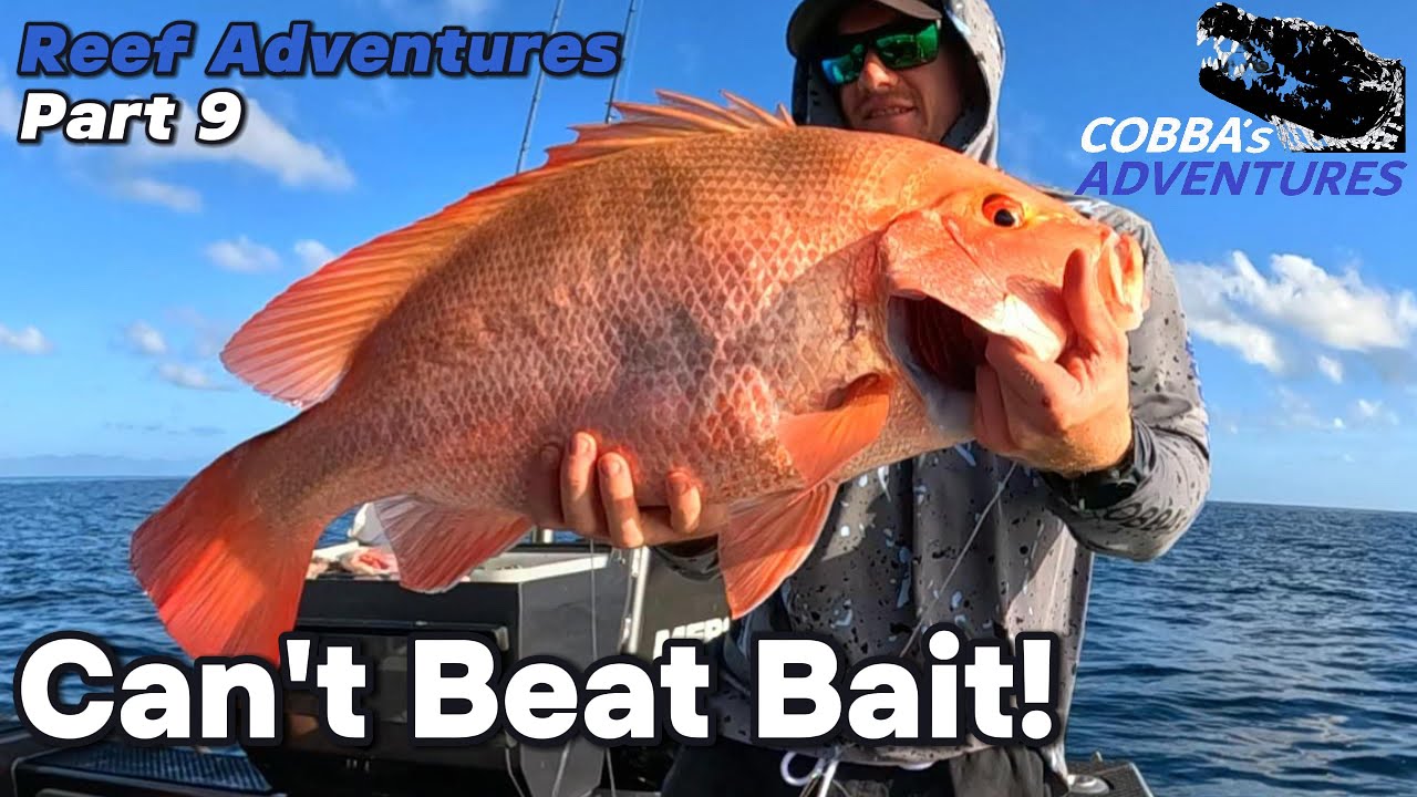 Large Mouth Nannygai & Coral Trout on bait | Reef Adventures Part 9