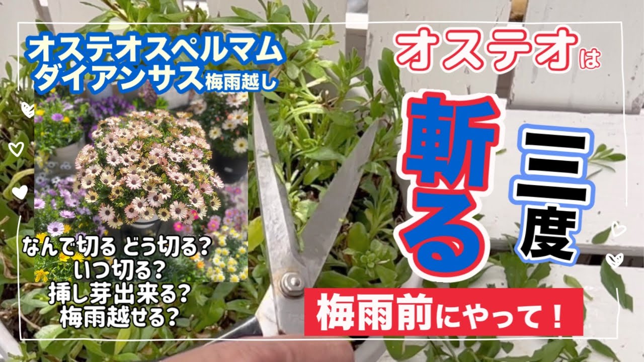 「梅雨入り前必見」オステオは3度切って下さい ダイアンサス オステオスペルマムの梅雨入り前作業