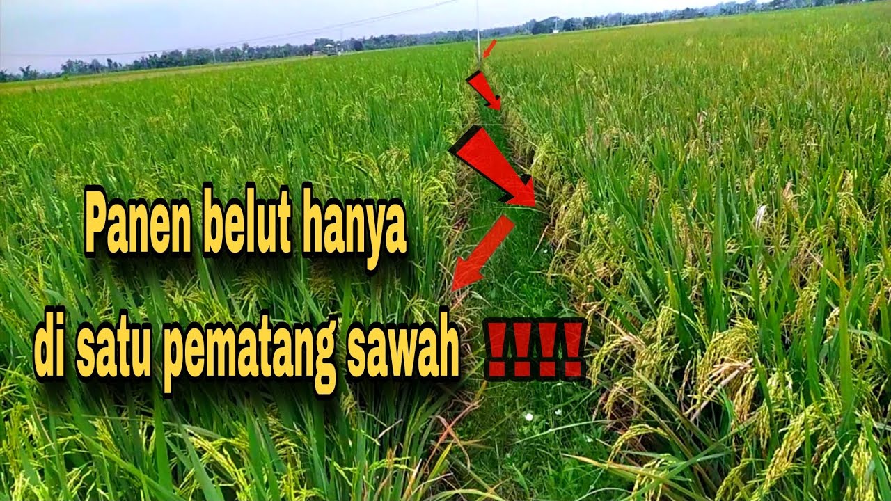 PANEN BELUT SAWAH HANYA DI SATU PEMATANG ‼️‼️
