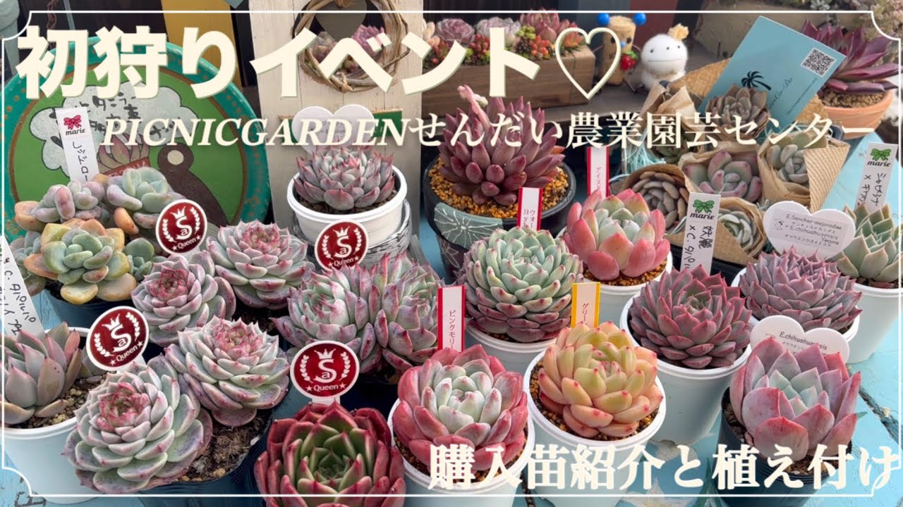【多肉植物】#118初狩りイベント♡購入苗紹介と植え付け