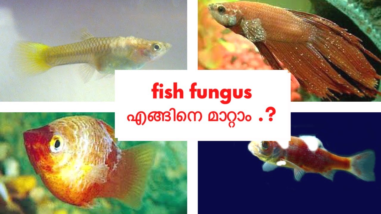 how to cure #fish_fungus - fish #fungus എങ്ങിനെ മാറ്റാം