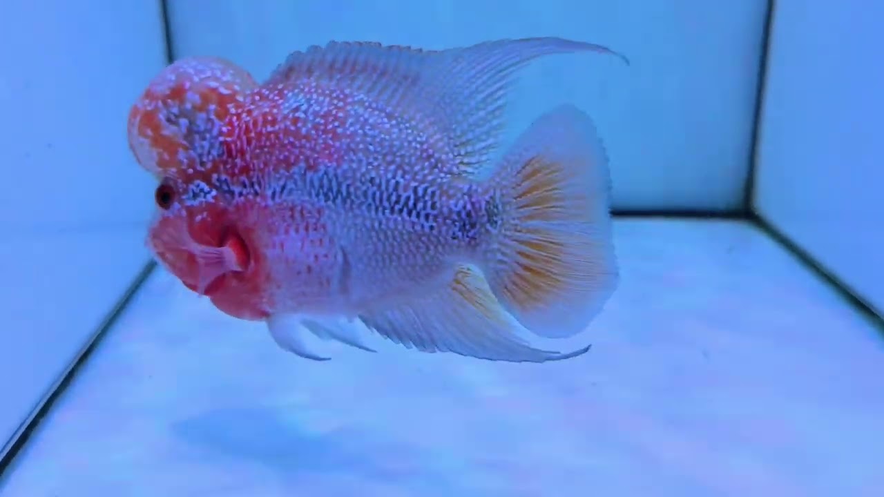 Kamfa Flowerhorn