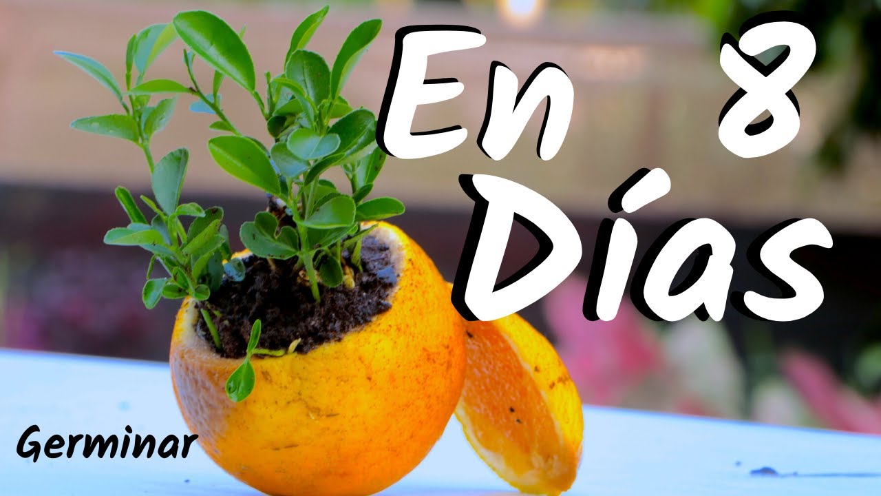 COMO OBTENER UNA PLANTA DE NARANJAS - GERMINAR NARANJAS || CITRICOS