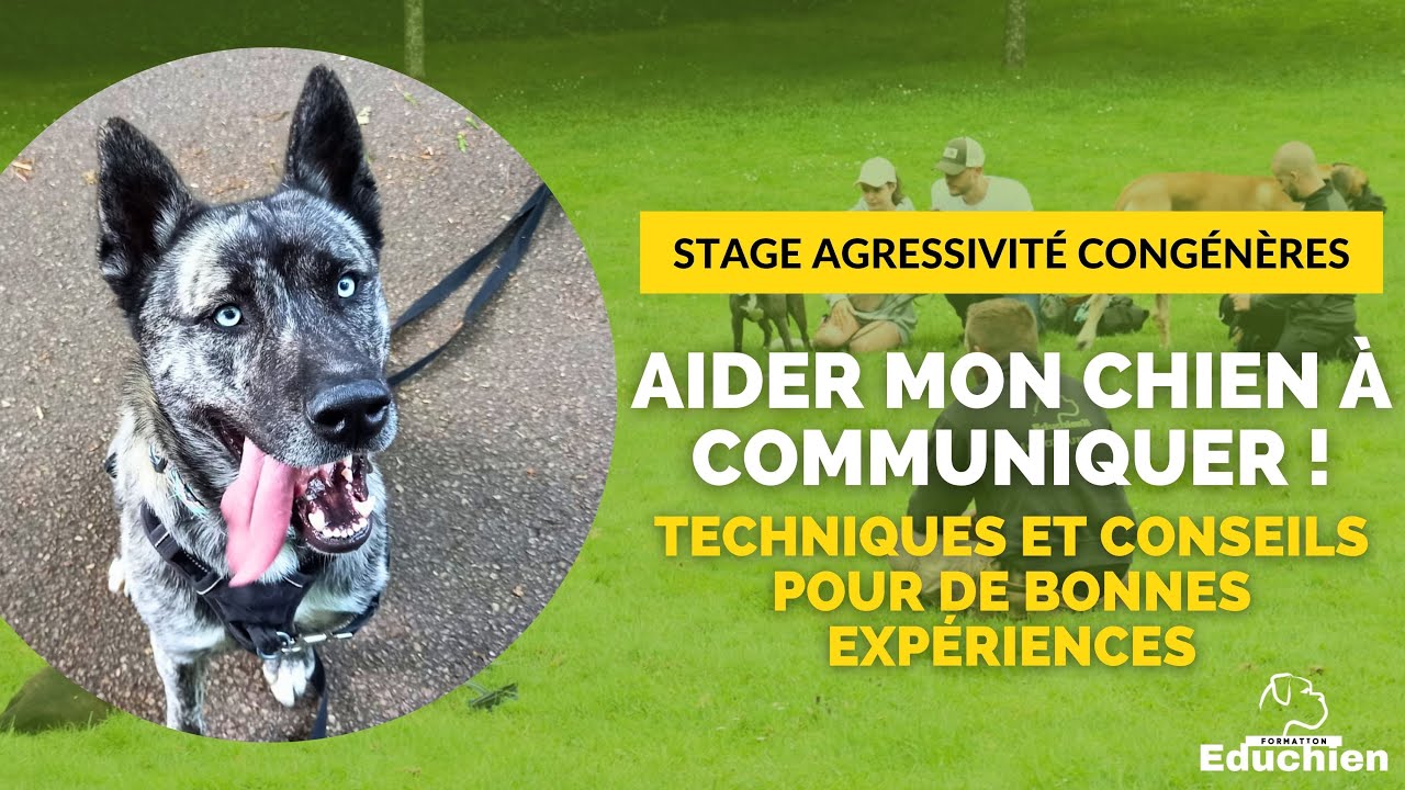Aider mon Chien AGRESSIF CONGÉNÈRES à Communiquer : Techniques et Conseils #rééducationcanine #chien