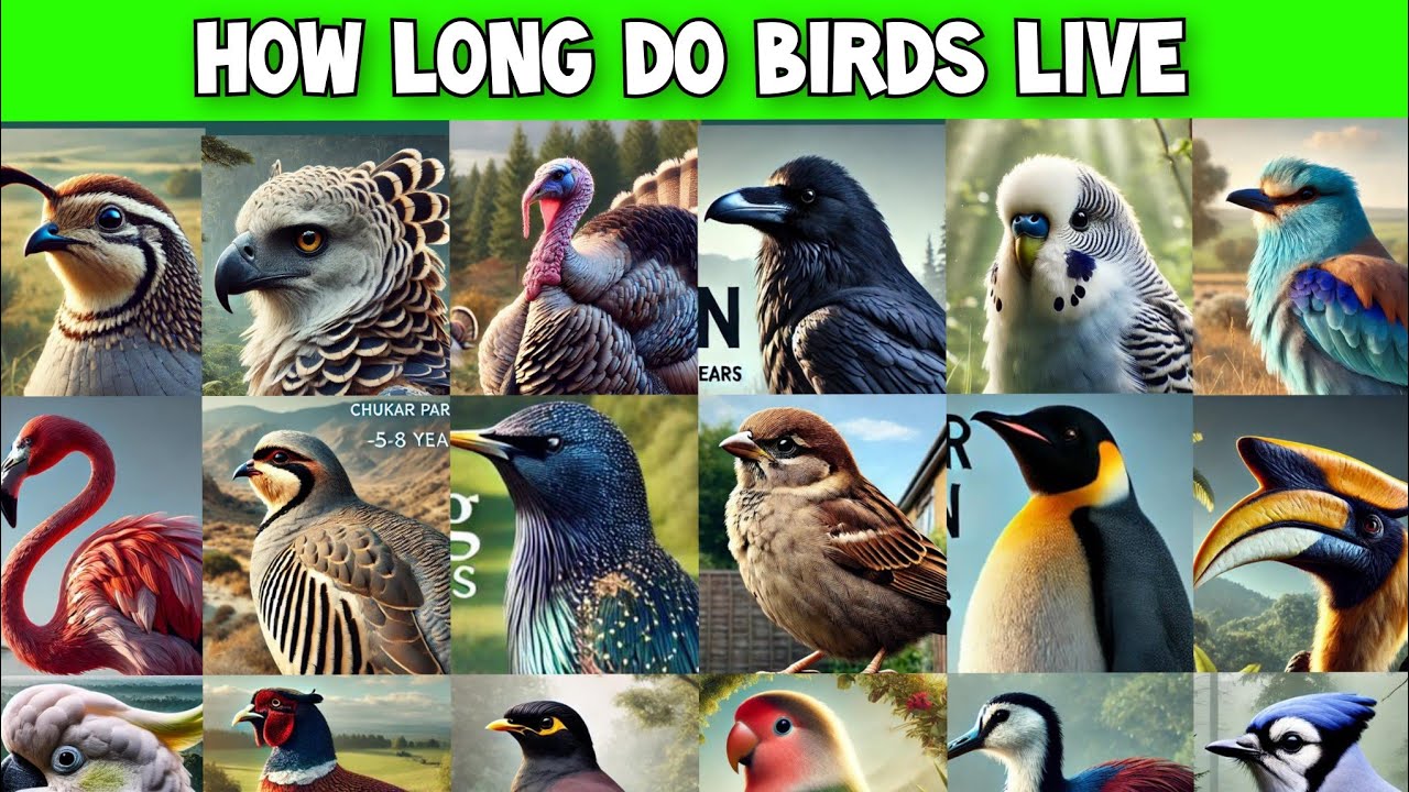 How Long Do Birds Live | Birds Lifespan
