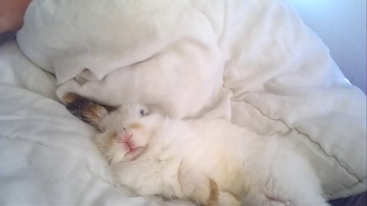 Sleeping bunny in the bed