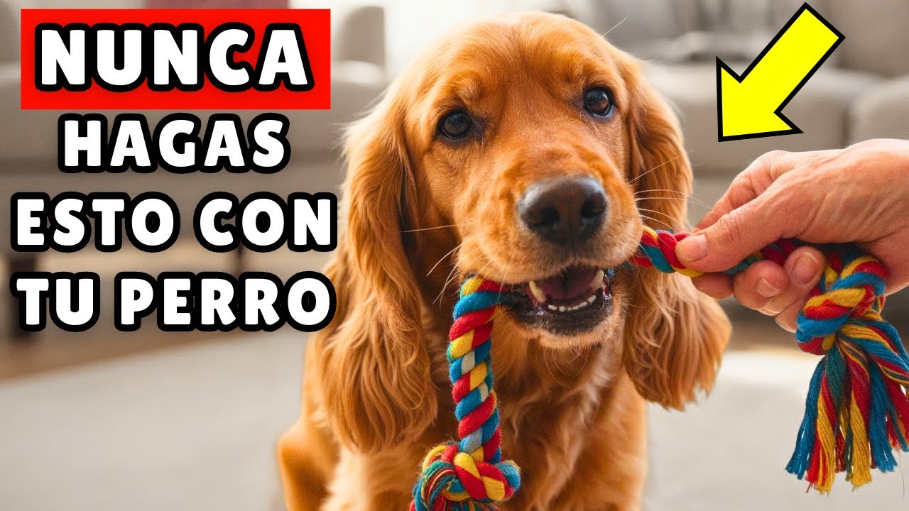 NUNCA juegues con tu perro así 🐶 (es más PELIGROSO de lo que parece)