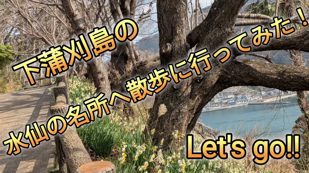 下蒲刈島の水仙の名所へ散歩に行ってみた！