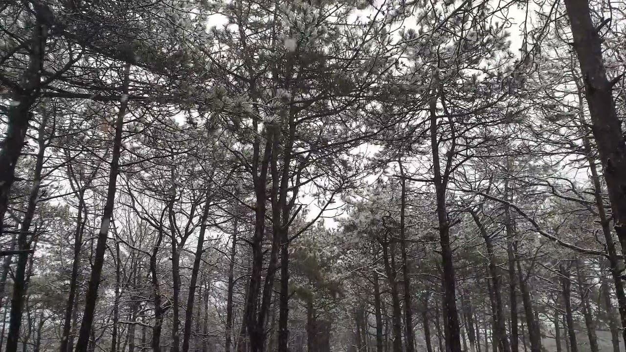 Winter Forest Ambience – Calming Music for Sleep and Meditation