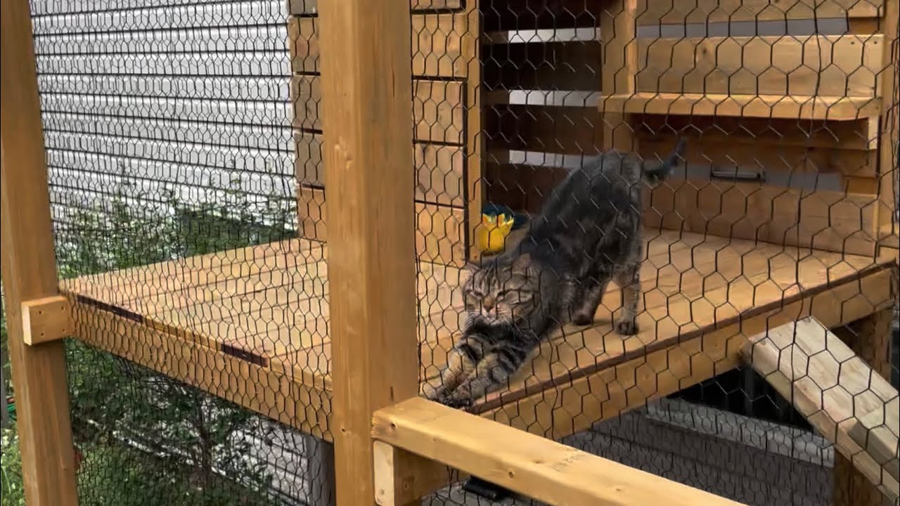 Catification Episode III: The Catio-Deck Project, Part 1