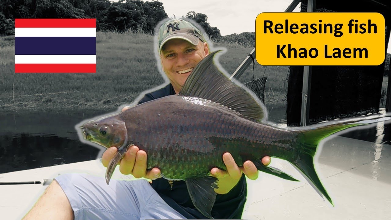 Stocking fish in Thailand at the Vajiralongkorn / Khao Laem Dam ปล่อยปลาสู่เขาแหลม Fishing Thailand