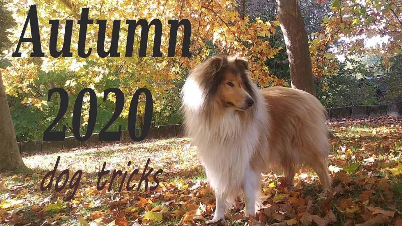 Autumn 2020 🍂 - Dog tricks by Thunder the rough collie