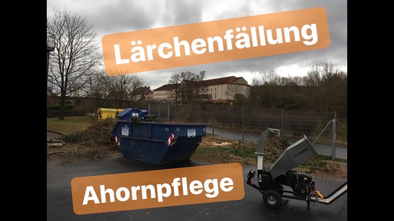 Lärchenfällung und Ahorn-Pflege
