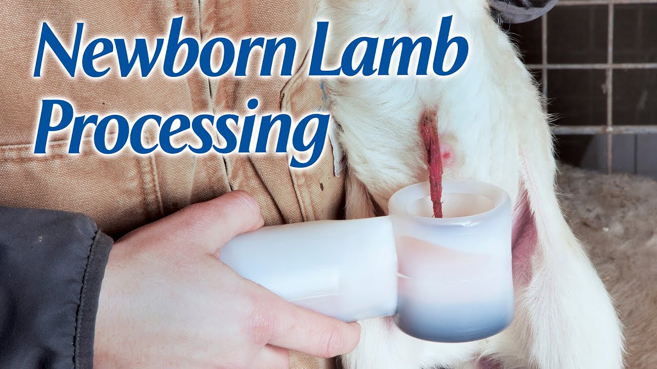 Newborn Lamb Processing