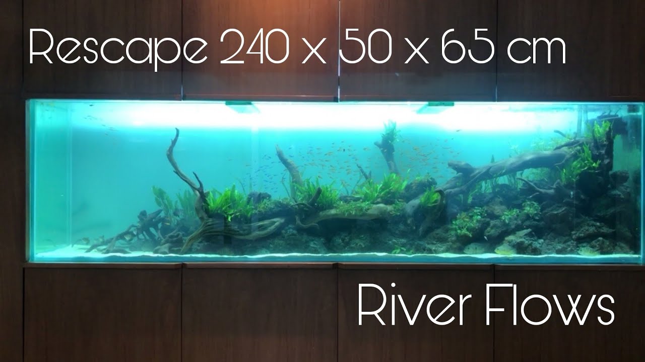 Rescaping 6 years old 240cm tank,, River Flows theme...