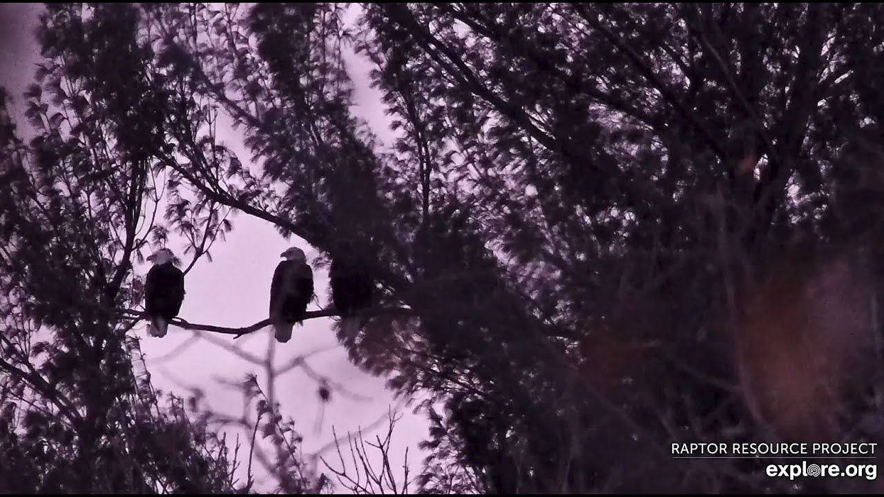 Decorah North Eagles: Three’s a Crowd! Explore.org 12-14-2025