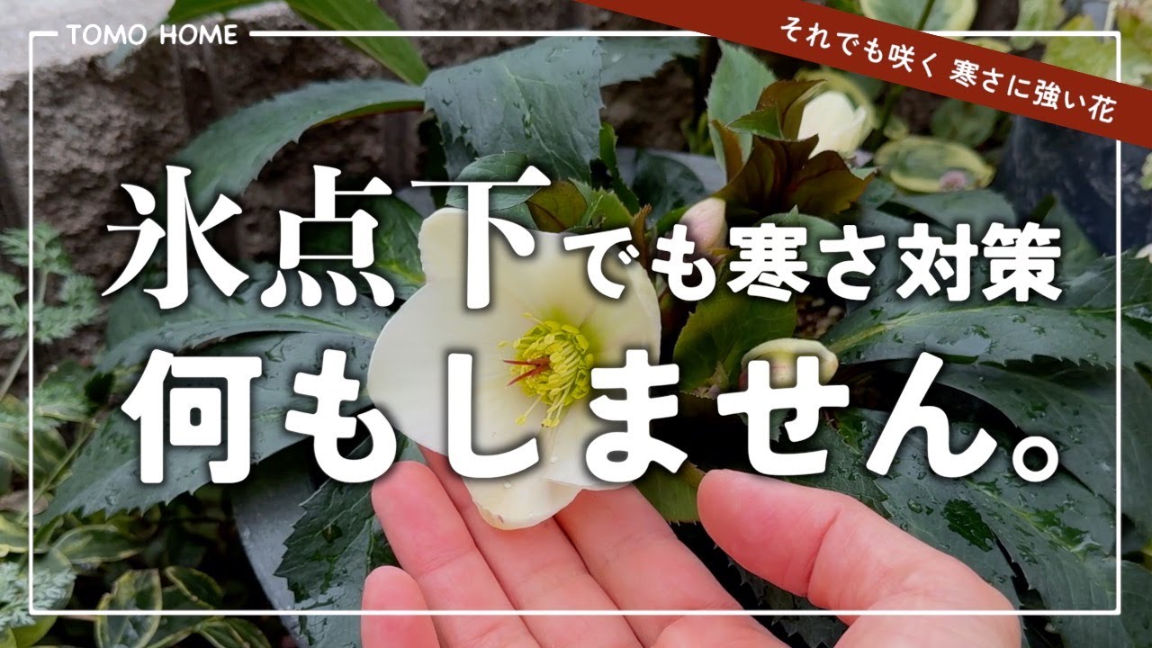 【枯れたらそこまで】寒くても楽しい頑張らない園芸【クリスマスローズの開花】