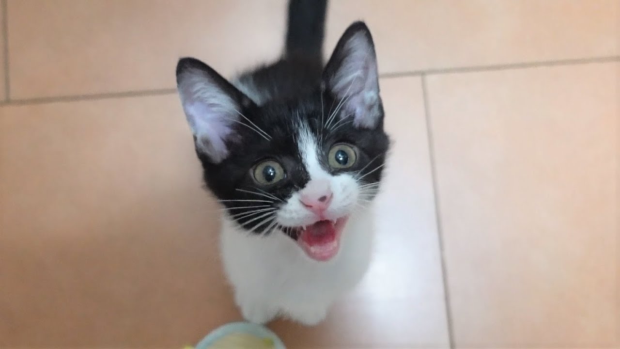 ご飯ちょうだい！待ちきれず文句を言う子猫 【保護子猫】