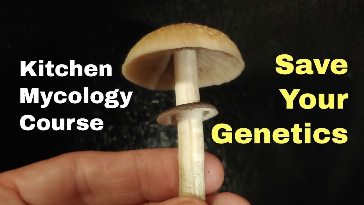 Save your Genetics