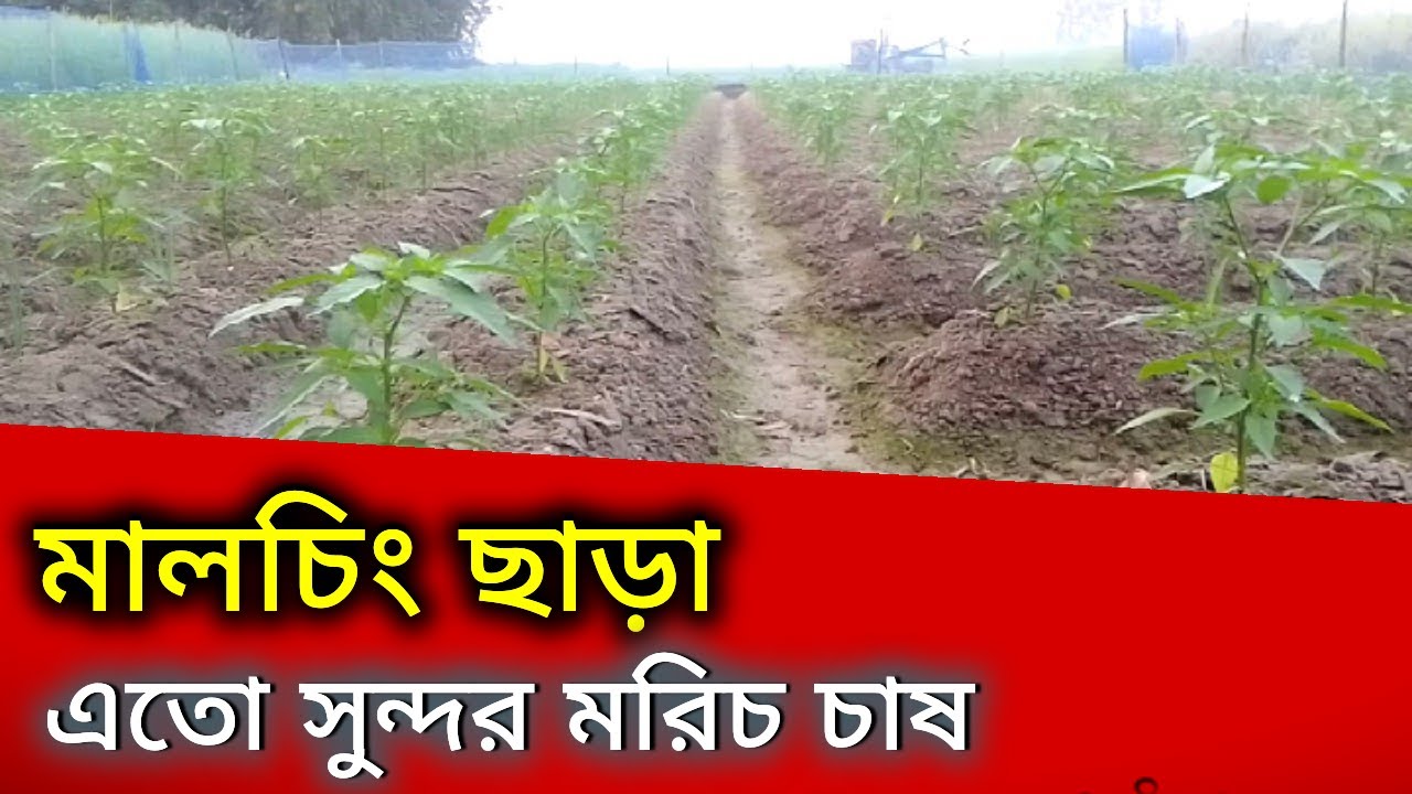 মালচিং ছাড়া মরিচ চাষে চমক।।মরিচ চাষ।।#pepper