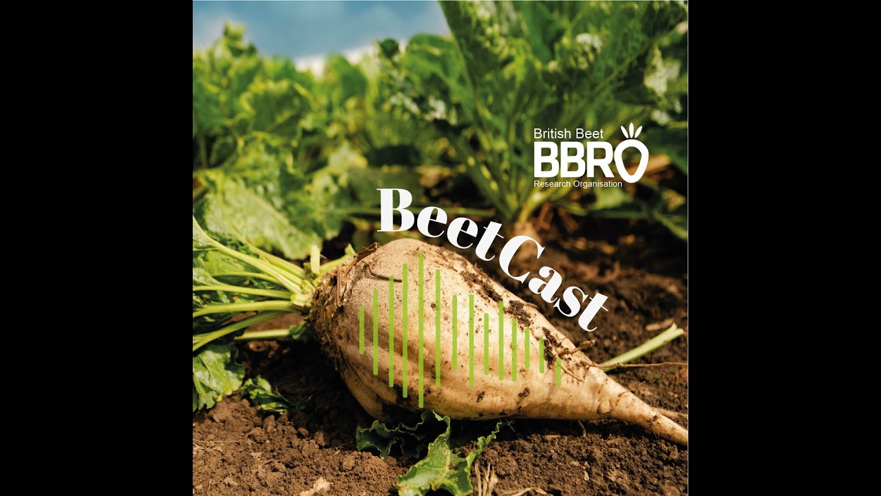 BeetCast August: The crop that keeps on giving.
