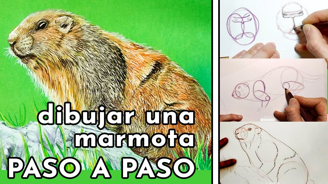 🔥 Cómo DIBUJAR una MARMOTA 🐹  con lápices de colores 🥳