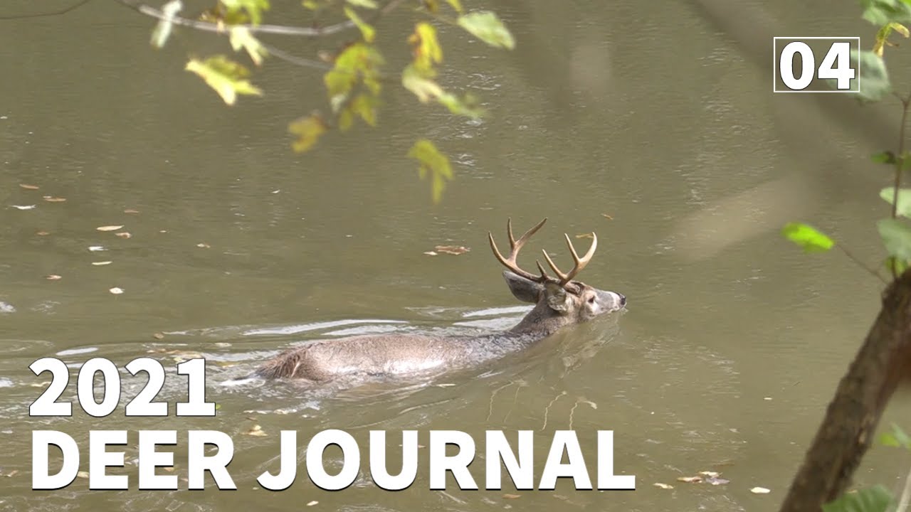 THE reality of BOWHUNTING KENTUCKY PUBLIC land  a 10 day rutcation - 2021 DEER Journal EP.4