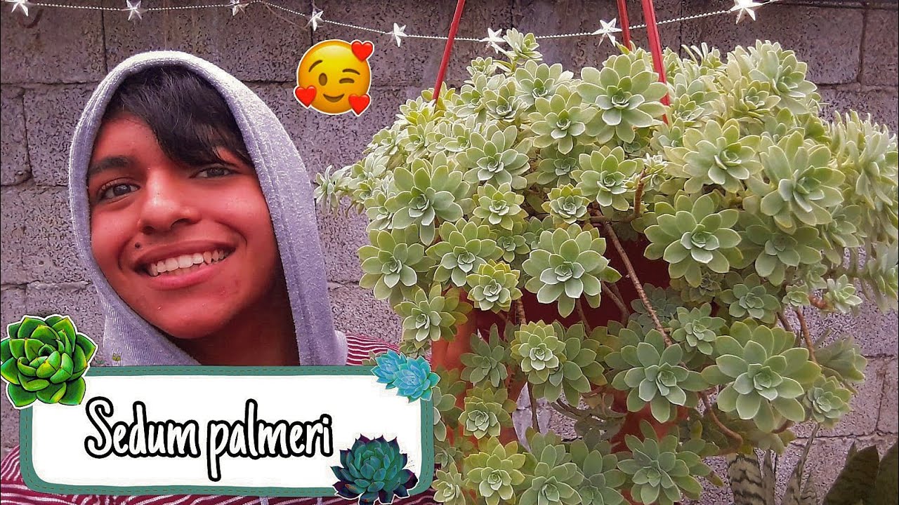 CON estos CUIDADOS tu SEDUM PALMERI crecerá HERMOSO 💚 | Cattu!