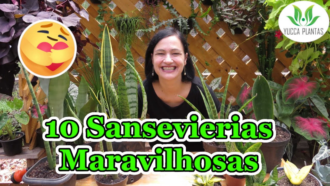 10 Sansevierias: Espada, Lança e Escudo de São Jorge