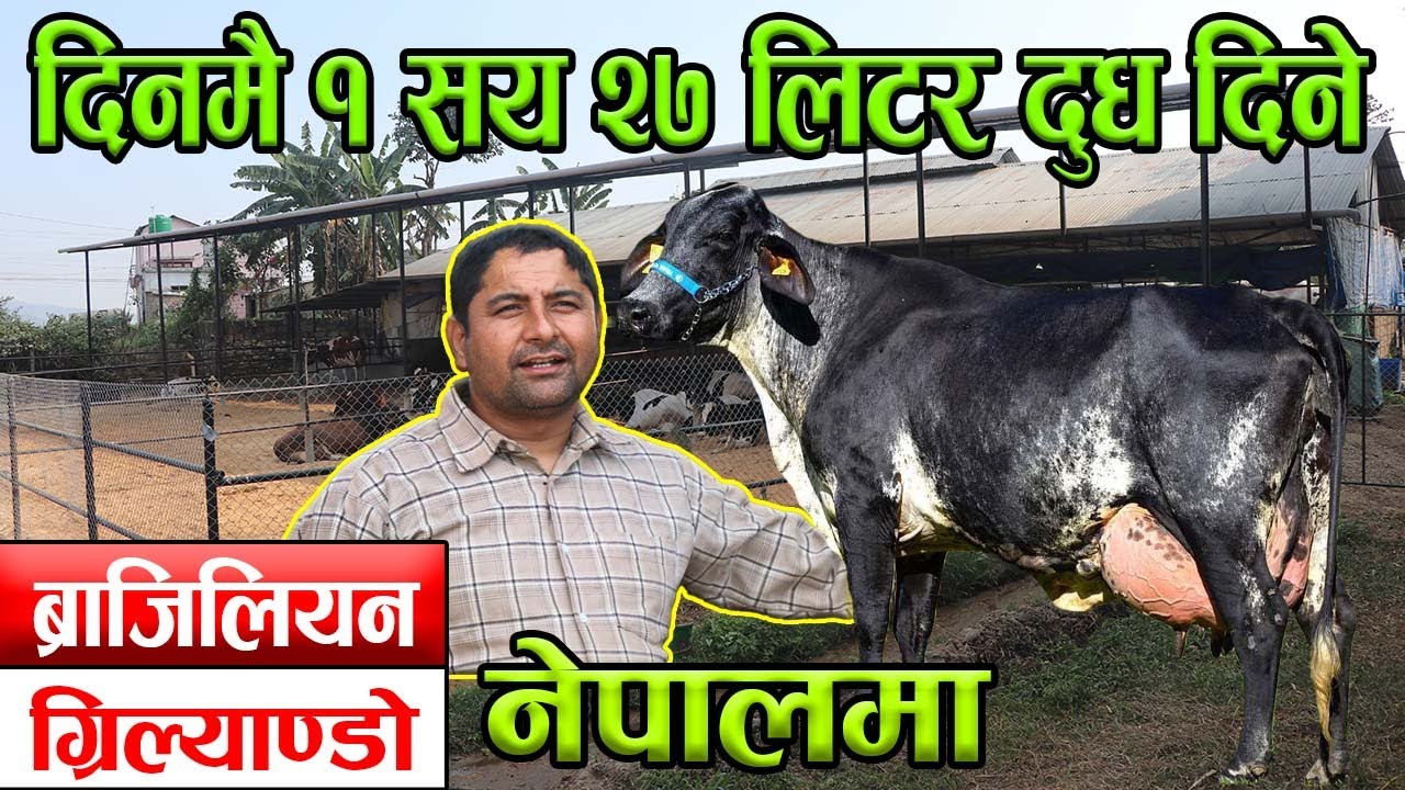 १ सय २७ लि. दुध एक दिनमै दिने गाई ! पत्याउनुहुन्छ ? त्यो गाई ग्रिल्याण्डो नेपाल आइपुग्यो│NepalChitra