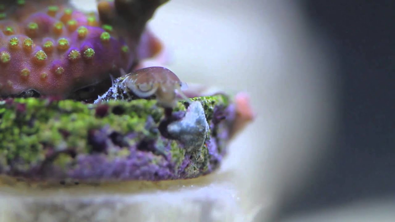 Stomatella Snail 2