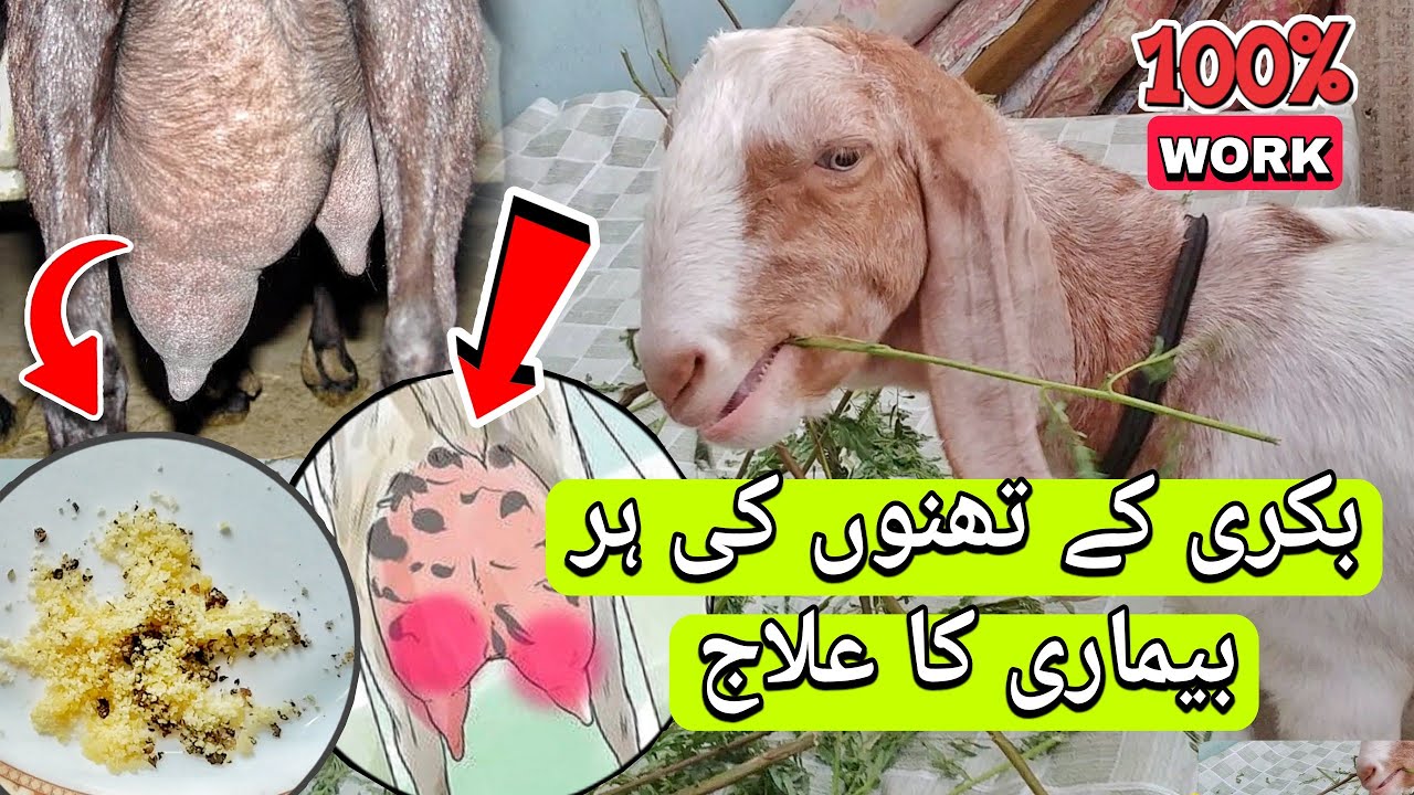 Bakri Ke Chote Bade Than Ka Ilaj | Goat Small Big Udder Treatment | G 4 Goats