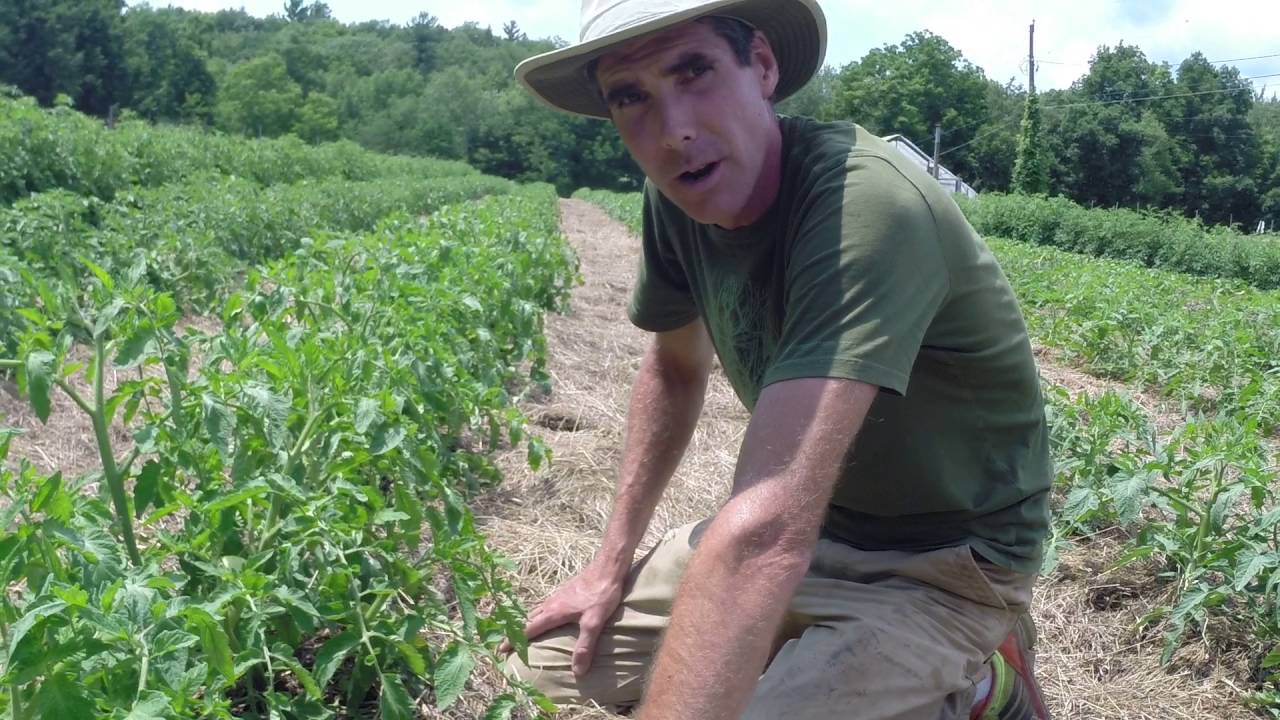 Growing tomatoes in the field at Sisters Hill Farm