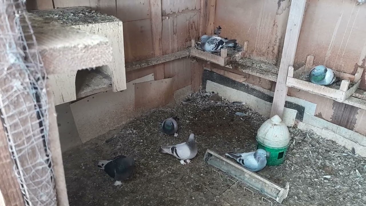 BU GÜVERCİNLER TAKLA ATARAK ŞOV YAPIYOR TAKLA ATAN KIRMA GÜVERCİNLERİ İZLEMEDEN GEÇME