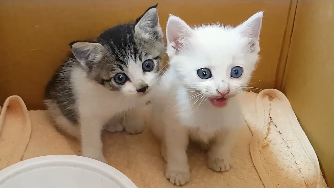 Kittens That Lost Its Mother