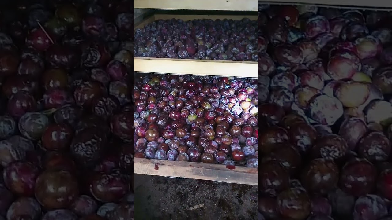 Сушка для чорносливу і для всього що треба сушити теплим повітрям без диму..